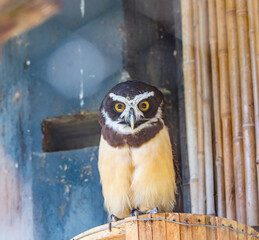 Owl Murucututu (Pulsatrix perspicillata) typical of Brazilian forests. Most rare and hard to spot owl