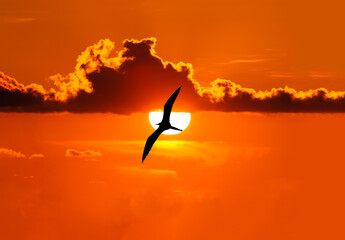 Bird Silhouette Sunset