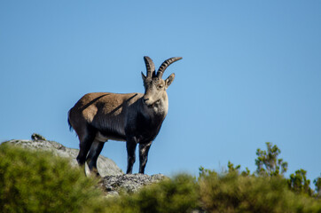 Mountain wild goat standing still on a rock. Capra pyrenaica lusitanica. Portugal.
