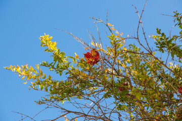 Red ripe pomegranate with its seeds on a tree