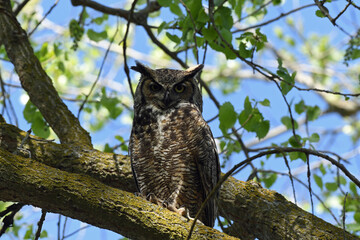 Great Horned Owl Perched in Colusa Wildlife Refuge, California