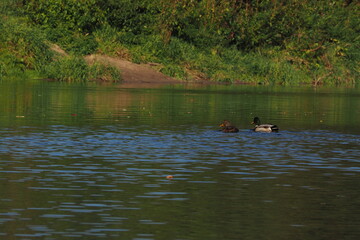 Płynące kaczki po rzece 