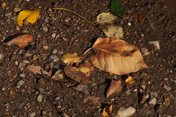 Opadłe liści na mokrej ziemi