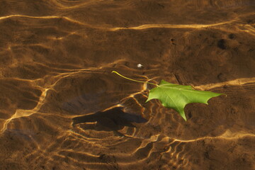 Liść pływający w czystej wodzie nad jeziorem