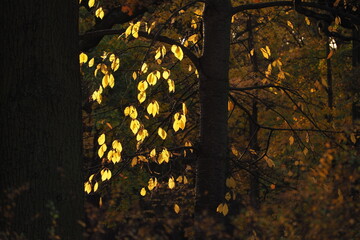 Żółte liści w parku na drzewach
