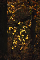 Żółte liści w parku na drzewach