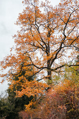 Fototapeta premium beautiful yellow trees in autumn forest