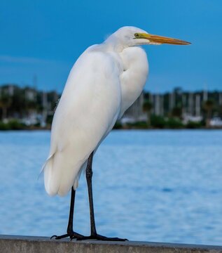 great white heron