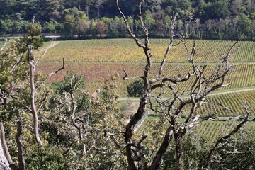 tree and vineyards 