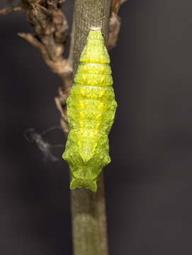 Crisalide di Papilio machaon