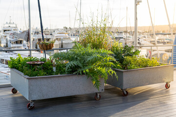 Urban Garden in Raised Beds on Boardwalk near Seaport Boats During Sunset 1