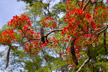Fototapeta na wymiar Beautiful macro scarlet flamboyant flowers with fine details. Botanic details 