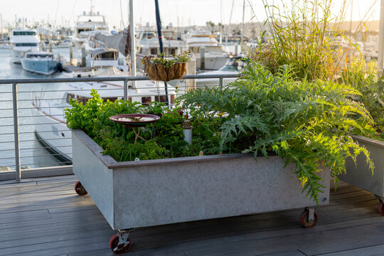 Urban Garden in Raised Beds on Boardwalk near Seaport Boats During Sunset 2
