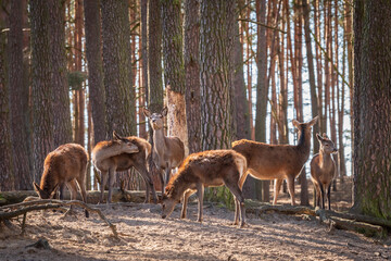Deer herd eating and resting under the sun in the forest