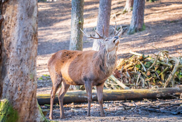 Deer in the forest calling to its fellows