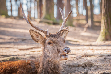Deer in the forest calling to its fellows
