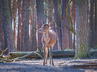 Deer standing in the forest looking nervios