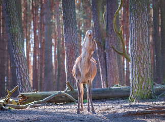 Deer standing in the forest stretching its neck