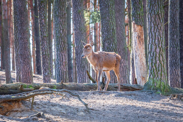 Fototapeta premium Young deer walking in the forest 