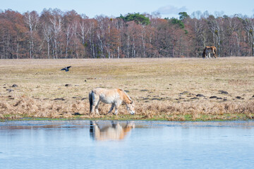 Horse drinking water on the shore of a lake