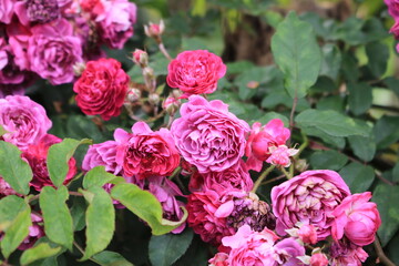 pink flowers in the garden