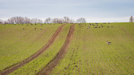 Groups of ducks in a sown field