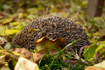 a small hedgehog hid in the dry leaves of an autumn garden
