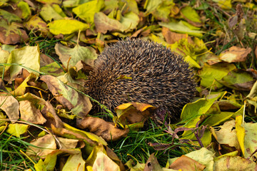 hedgehog walks in the garden in fallen yellowed autumn leaves