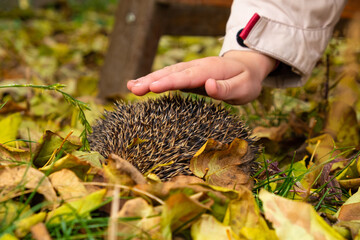 the child touches the thorns of a hedgehog in the autumn leaves