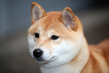 Japanese Shiba Inu dog