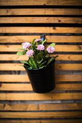 Flower pot on a wall