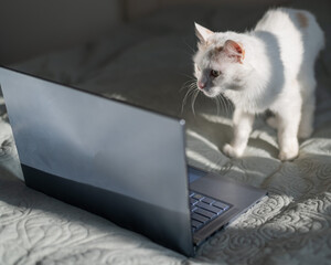 White cat sits at a laptop on the bed.