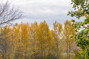 A row of poplar trees in yellow fall color.  Shot in rural Nova Scotia in October.