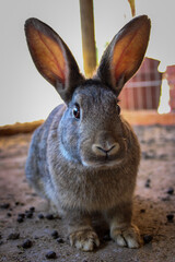 gray colored farm rabbit