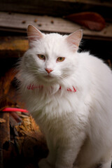 White cat with yellow eyes and red collar
