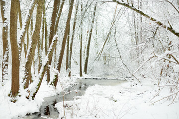 Beautiful view of snow covered forest. Narrow river flowing between snow covered trees. Scenic winter landscape near Vilnius, Lithuania.