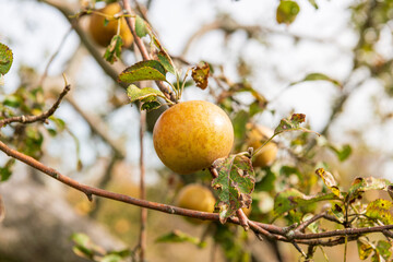 Apples on trees ready for harvest.  Shot in the Annapolis Valley of Nova Scotia in October.