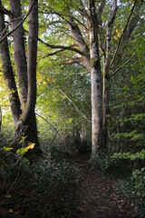 Orvault - La vallée du Cens