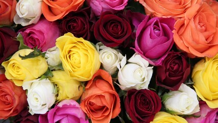 Roses