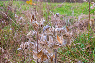 Wild milkweed (Asclepias) gone to seed in the fall.  Shot in the Gaspereau Valley of Nova Scotia in October..