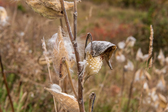Wild milkweed (Asclepias) gone to seed in the fall.  Shot in the Gaspereau Valley of Nova Scotia in October..