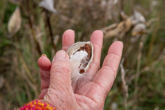 Collecting wild milkweed (Asclepias) seed pods in the fall.  Shot in the Gaspereau Valley of Nova Scotia in October..
