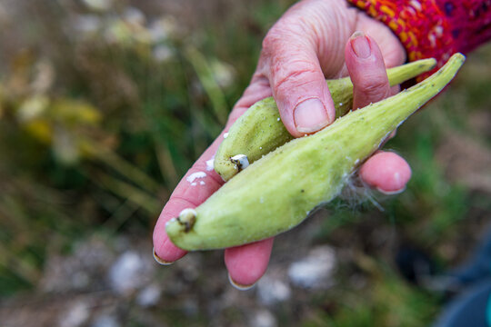 Collecting wild milkweed (Asclepias) seed pods in the fall.  Shot in the Gaspereau Valley of Nova Scotia in October..