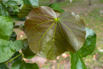 Obraz premium Close up green - brown leaf