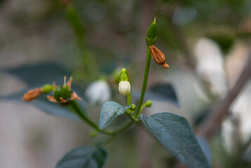 Fototapeta premium close up of green plant with tiny white flower growing
