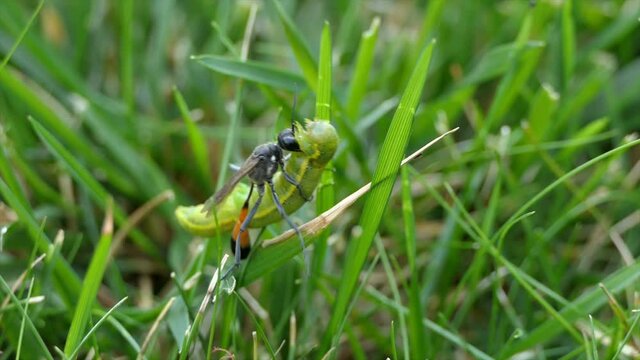 The Red banded sand wasp Ammophila sabulosa carrying its prey, paralyzed caterpillar.