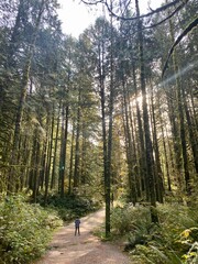 Fototapeta premium path in the woods