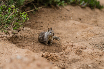 squirrel on the ground