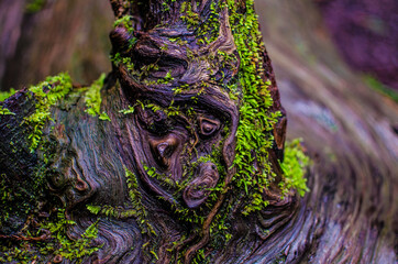 moss on tree
