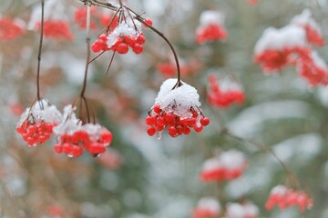Viburnum berries. Viburnum bush. Red berries in the snow.Viburnum berries close-up.